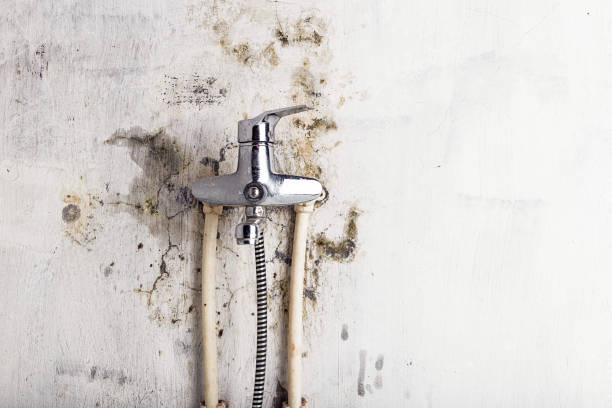 Best Bathroom Mold Remediation in Santa Rosa Valley, CA