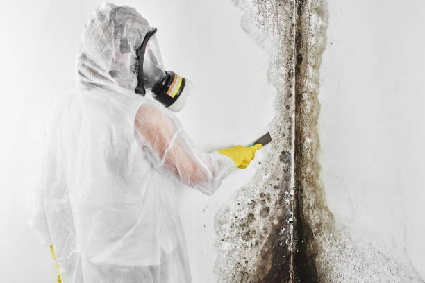 Best Localized Mold Remediation (e.g., coastal areas, humid climates) in Santa Rosa Valley, CA