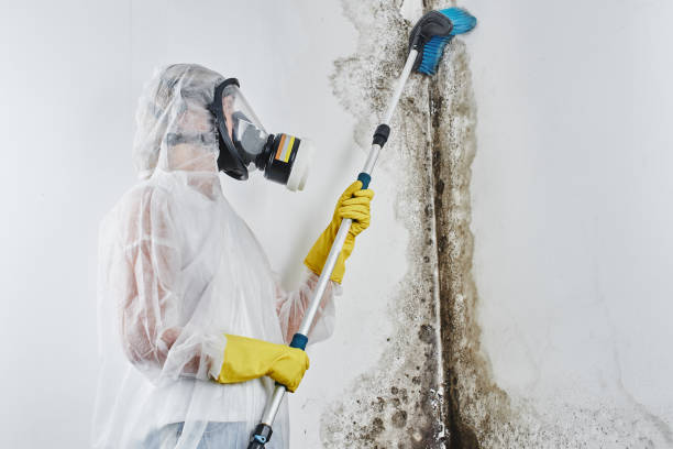 Best Mold Testing and Inspection Services in Santa Rosa Valley, CA