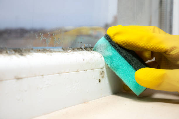 Best DIY Mold Remediation Support Services in Santa Rosa Valley, CA