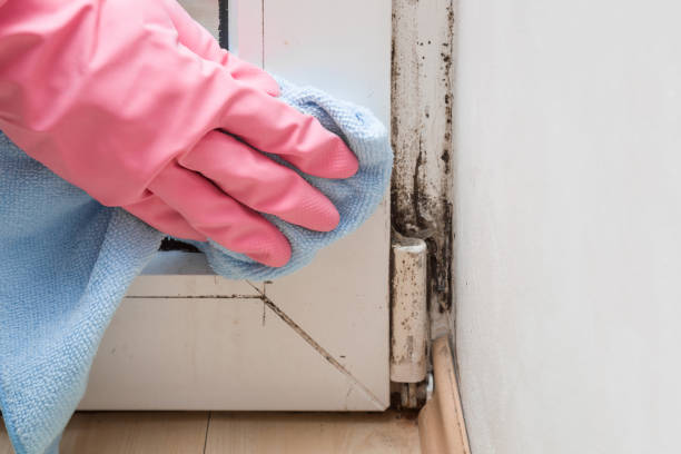 Best Kitchen Mold Remediation in Santa Rosa Valley, CA